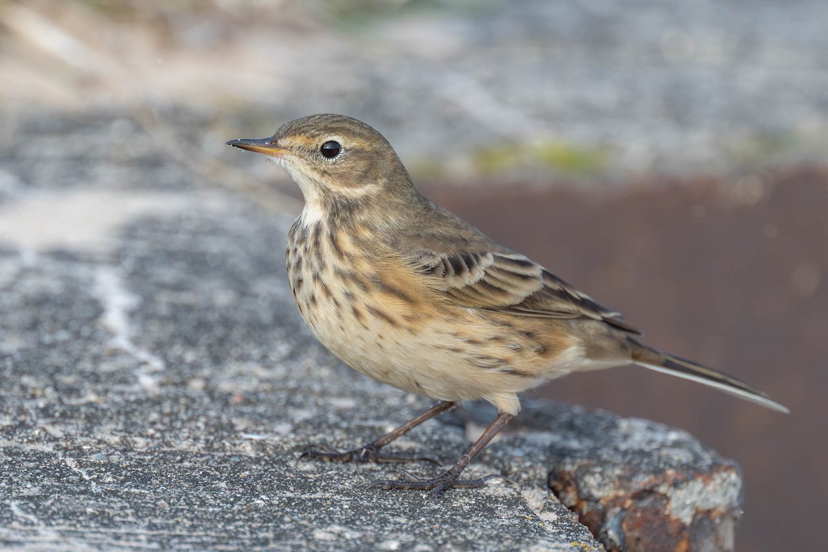 American Pipit - ML643496179