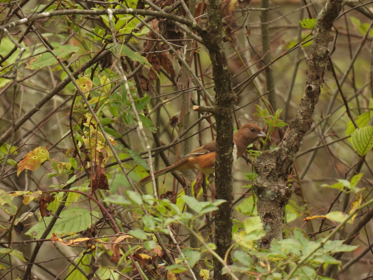 Eastern Towhee - ML643496182