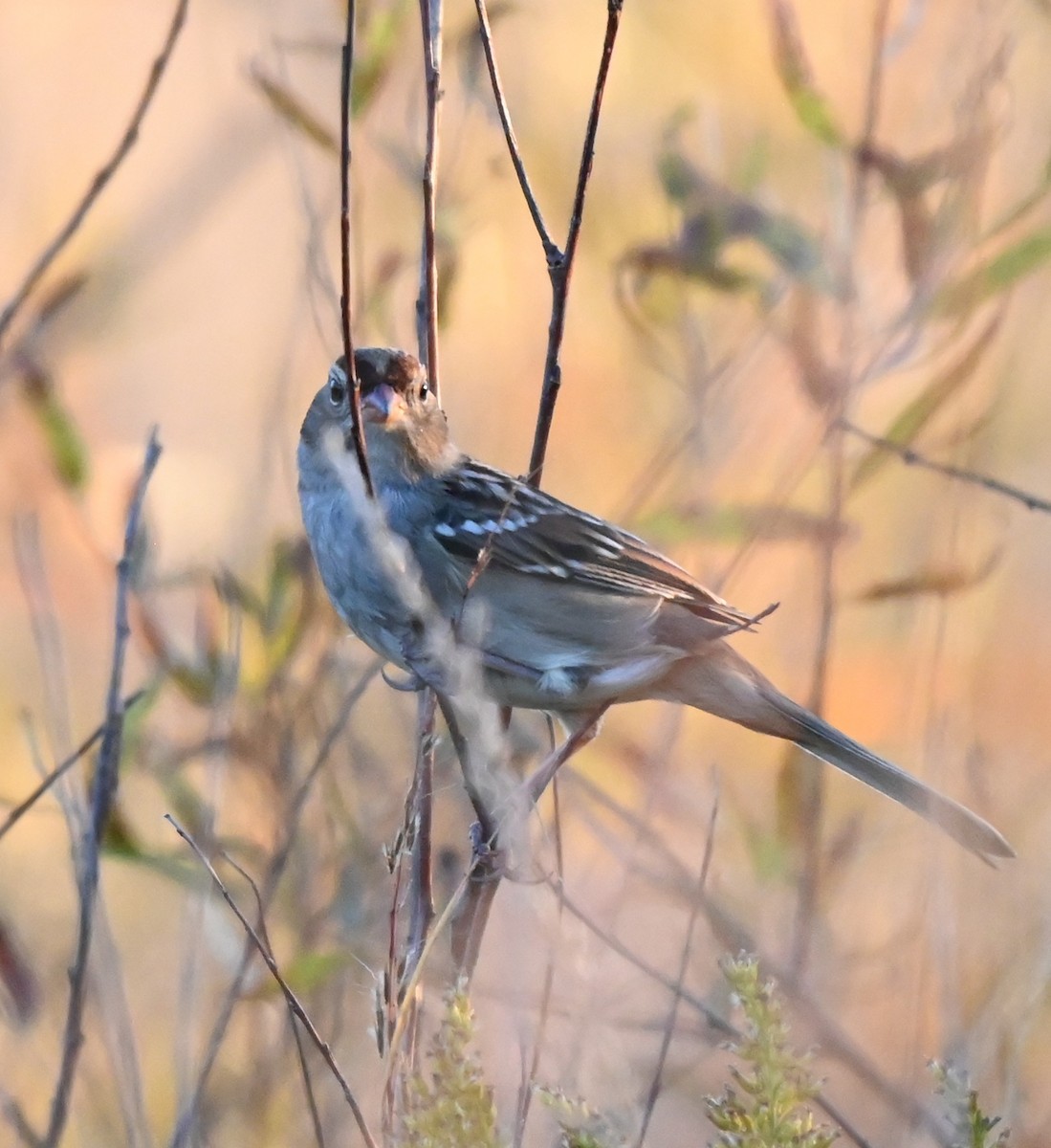 White-crowned Sparrow - ML643496183