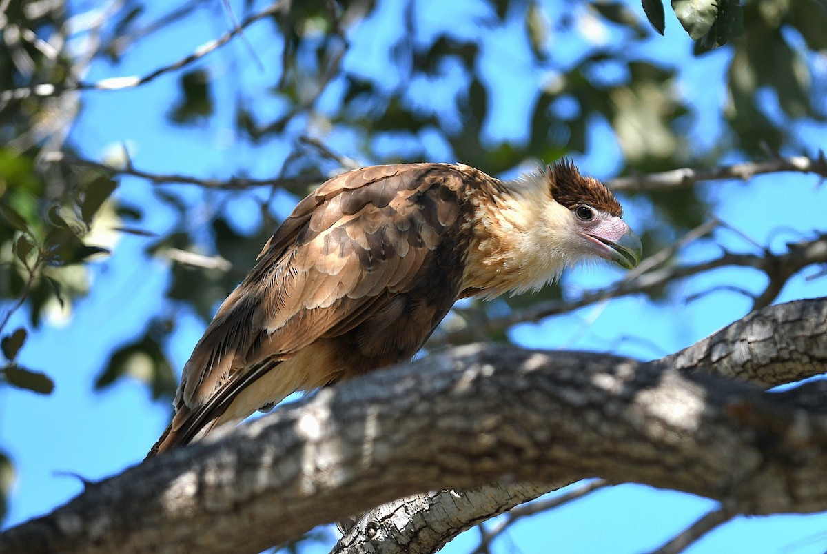 Crested Caracara (Northern) - ML643496191