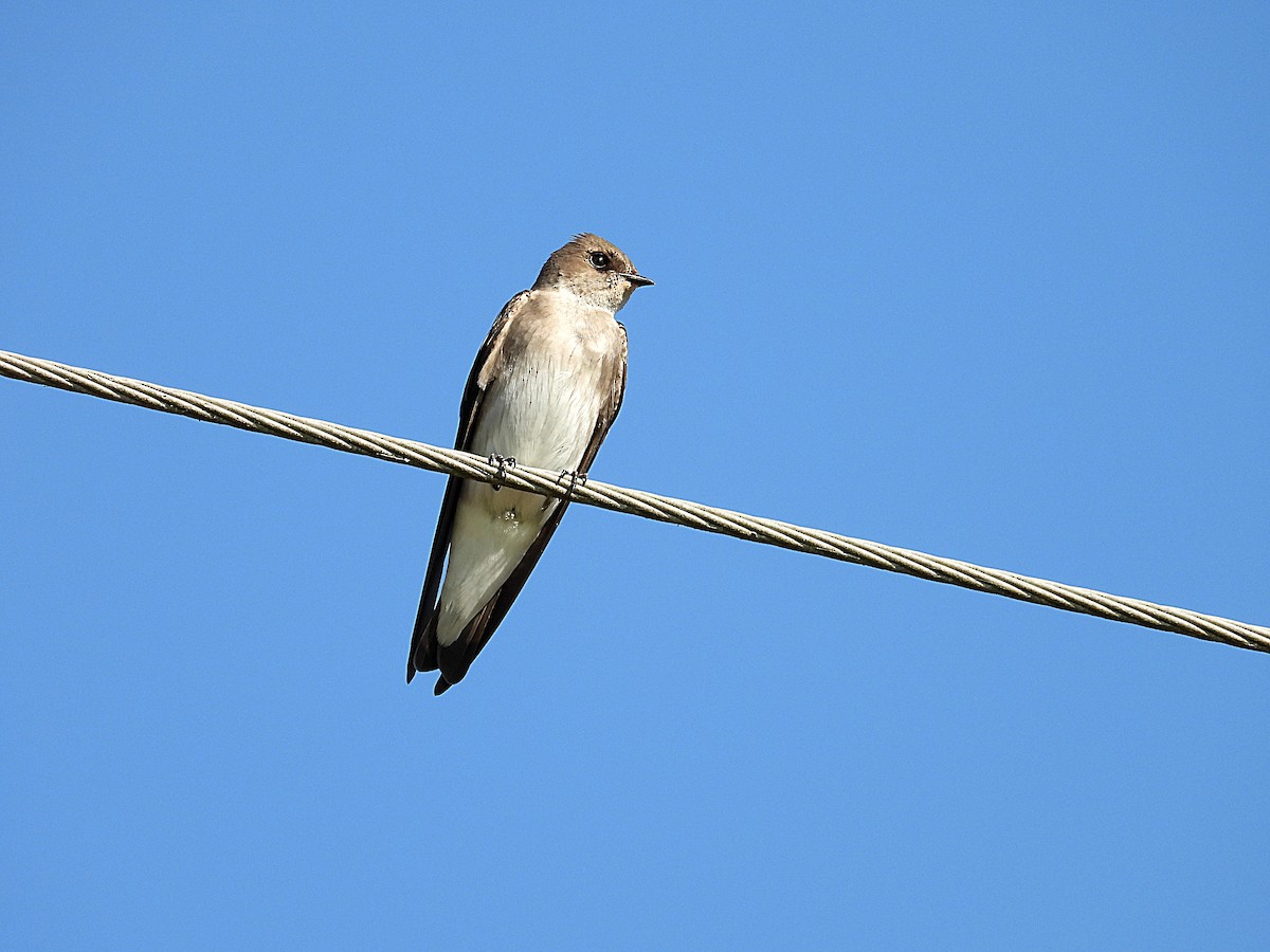 Northern Rough-winged Swallow - ML643496200