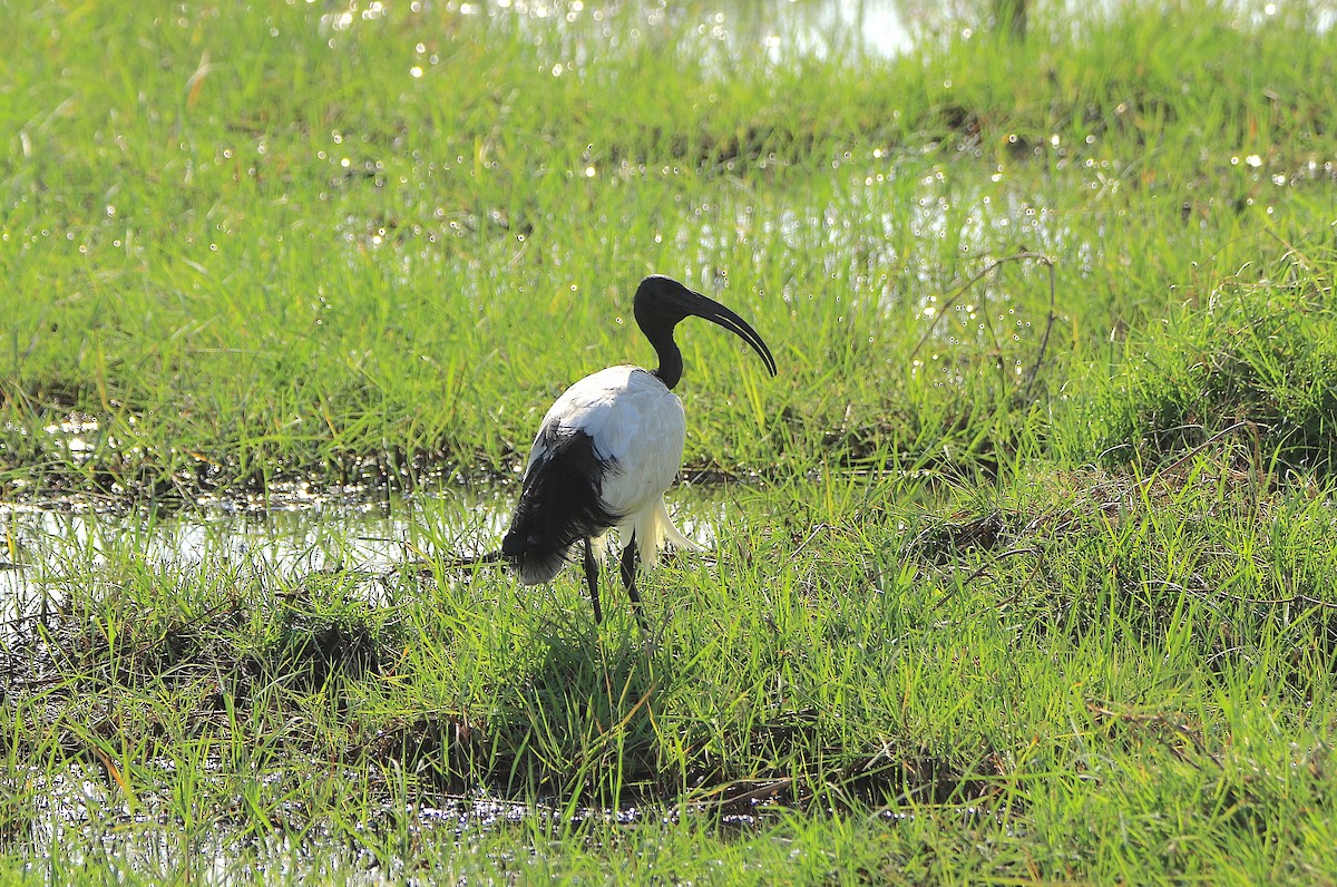 ibis posvátný - ML643496206