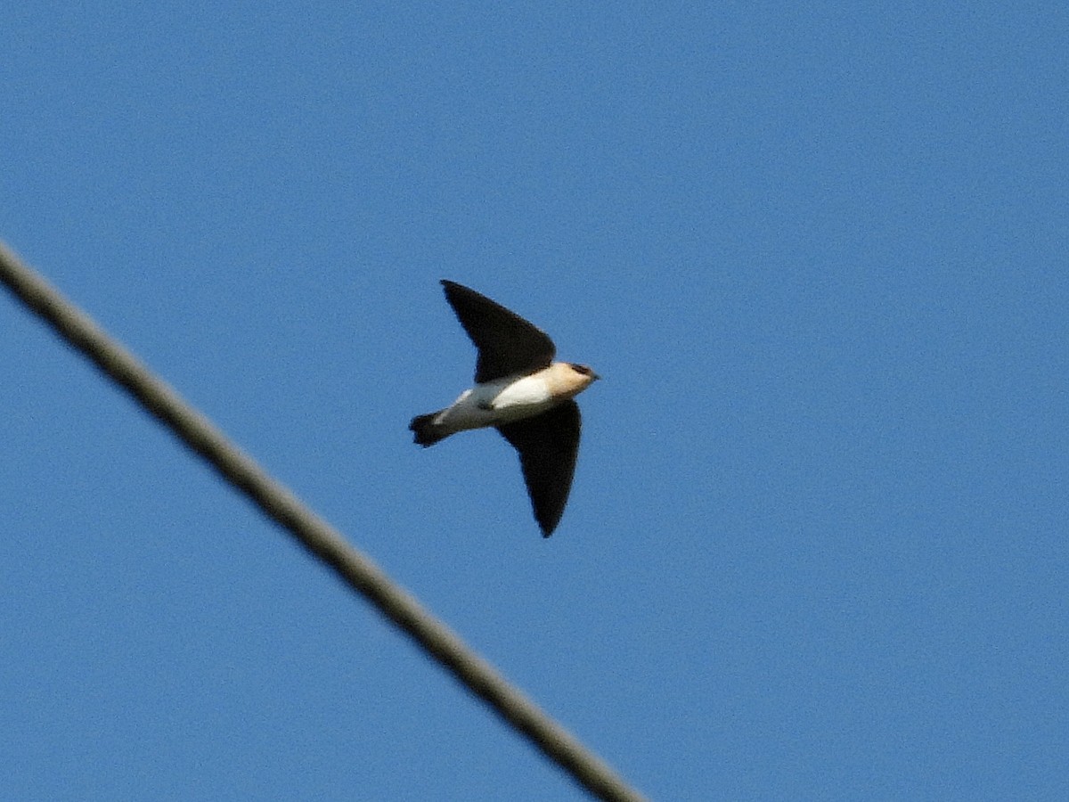 Cave Swallow - ML643496222