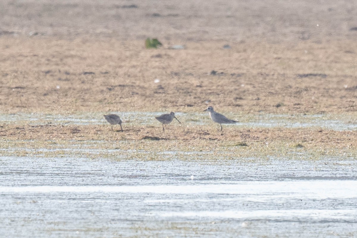 American Golden-Plover - ML643496223