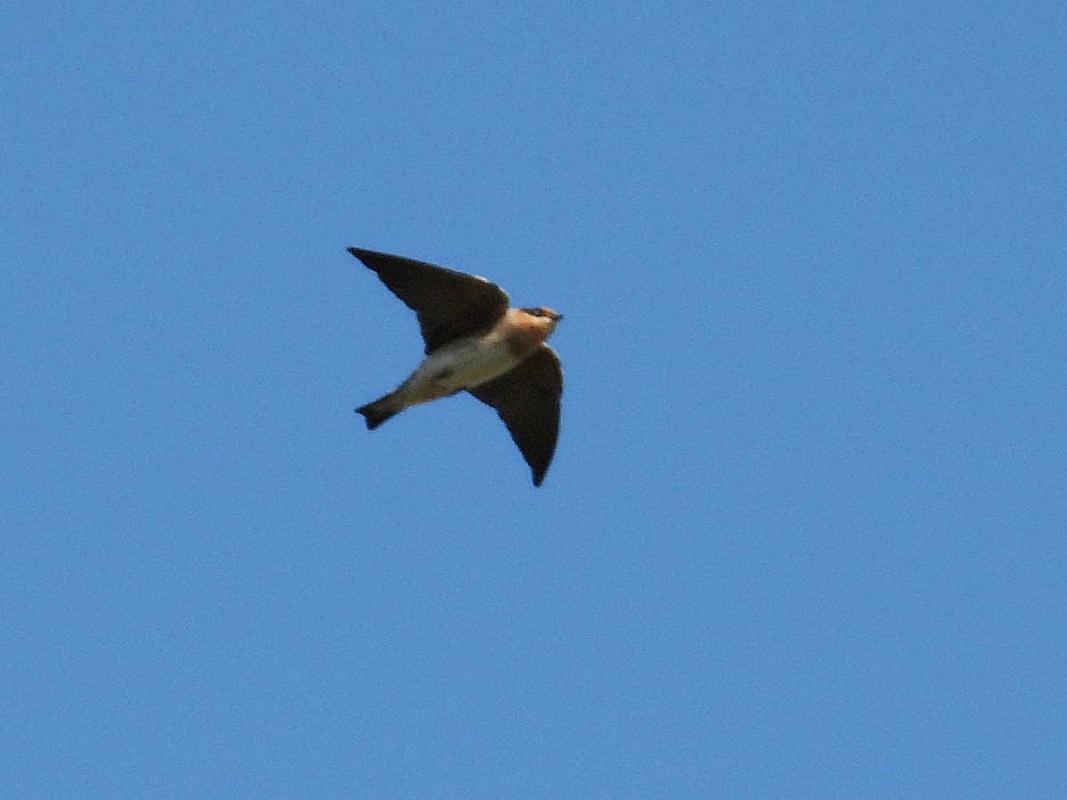 Cave Swallow - ML643496225