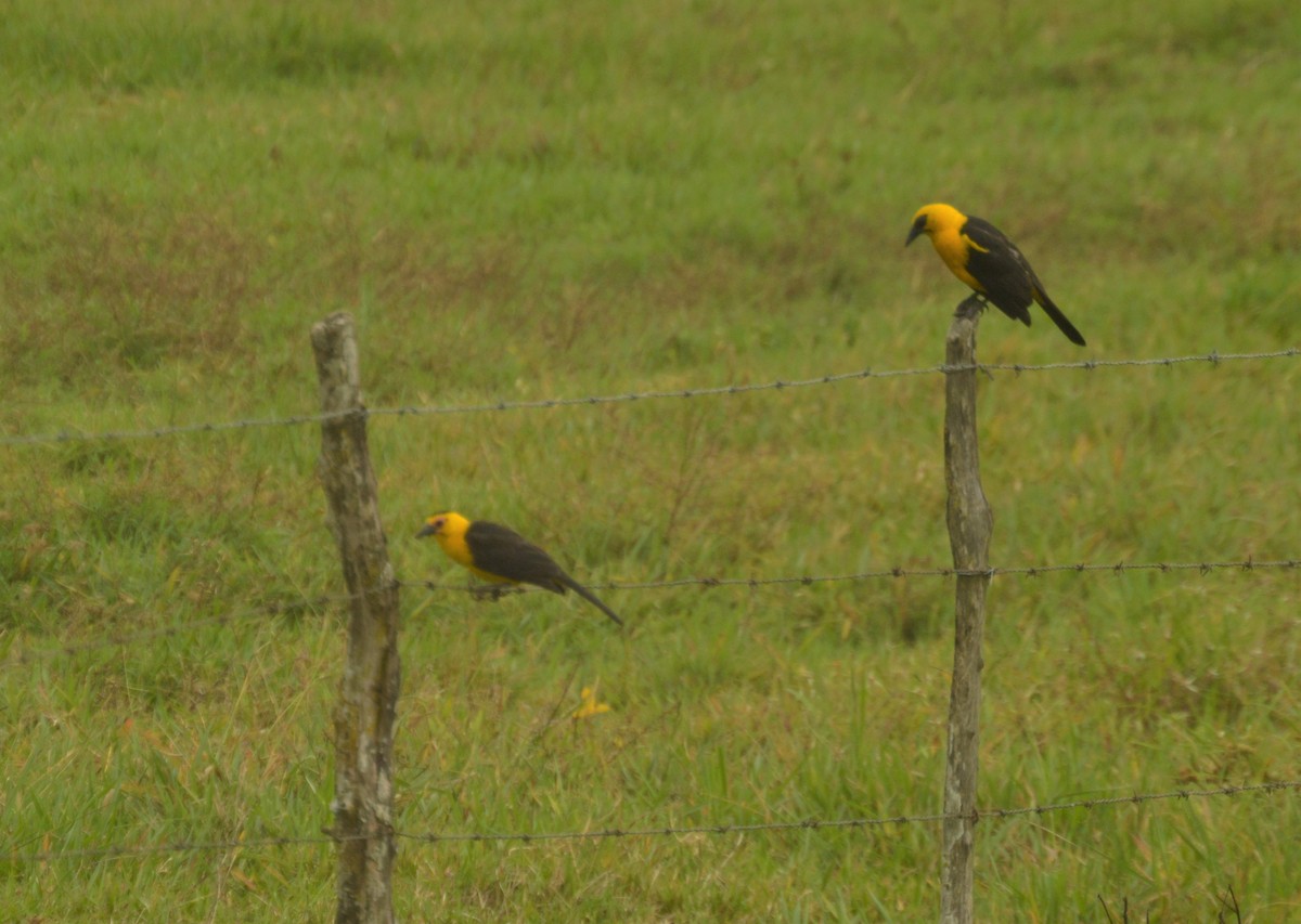 オオムクドリモドキ - ML643496231