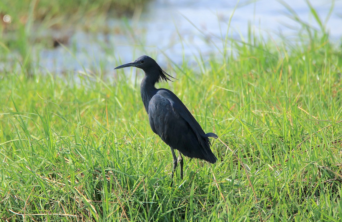 Black Heron - ML643496234