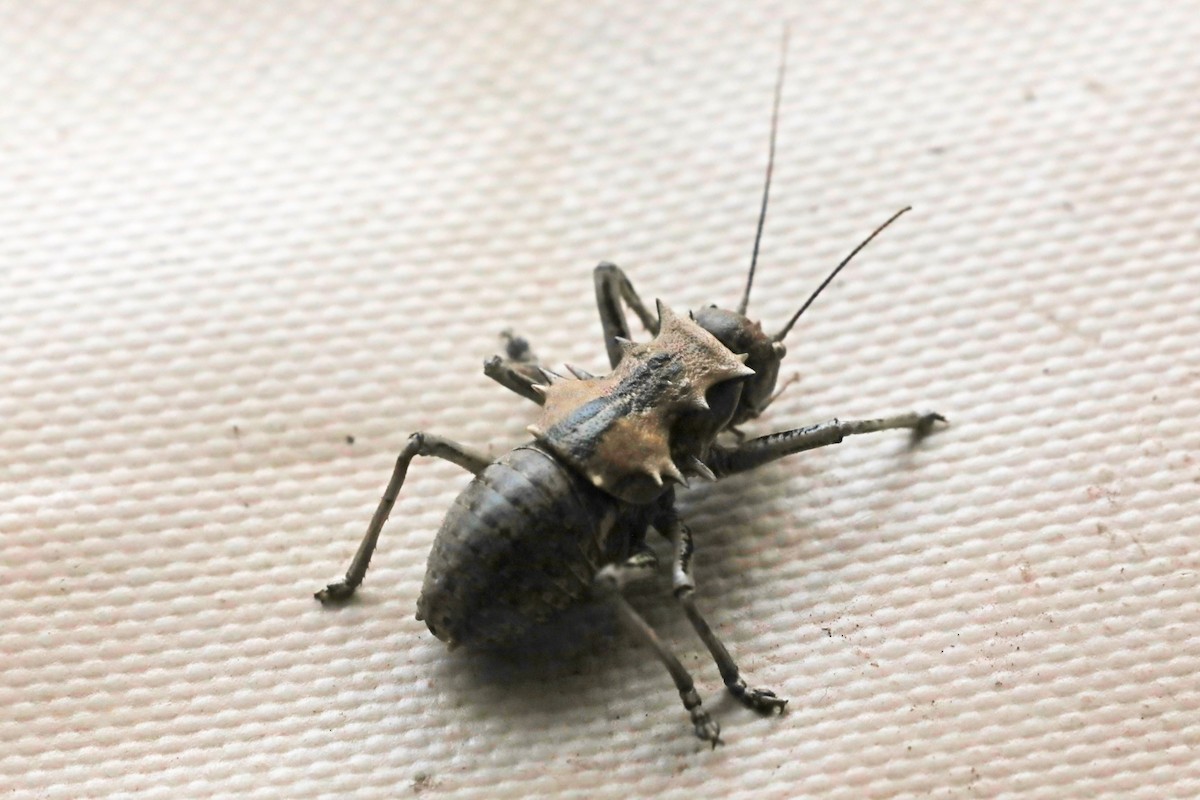 Horn Corncrickets - ML643496236