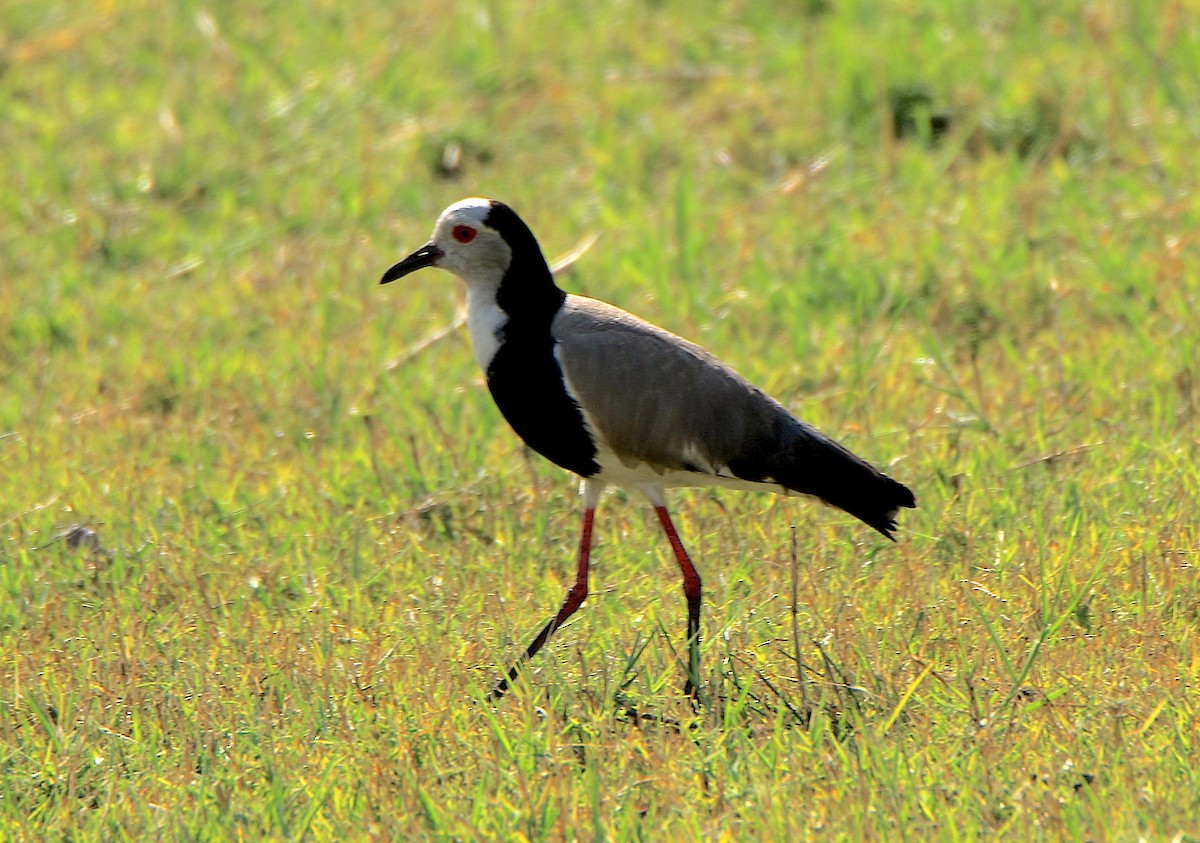 Long-toed Lapwing - ML643496252