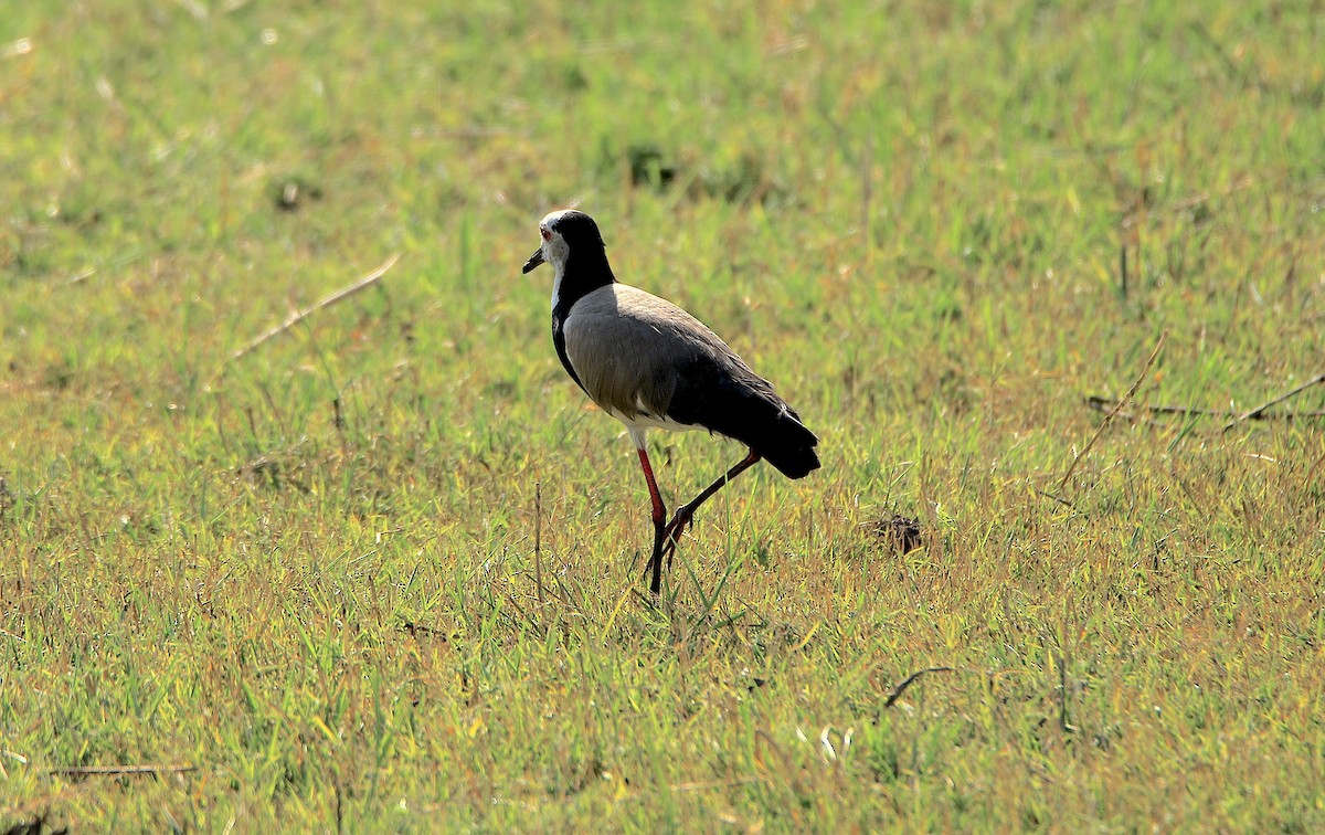 Long-toed Lapwing - ML643496253