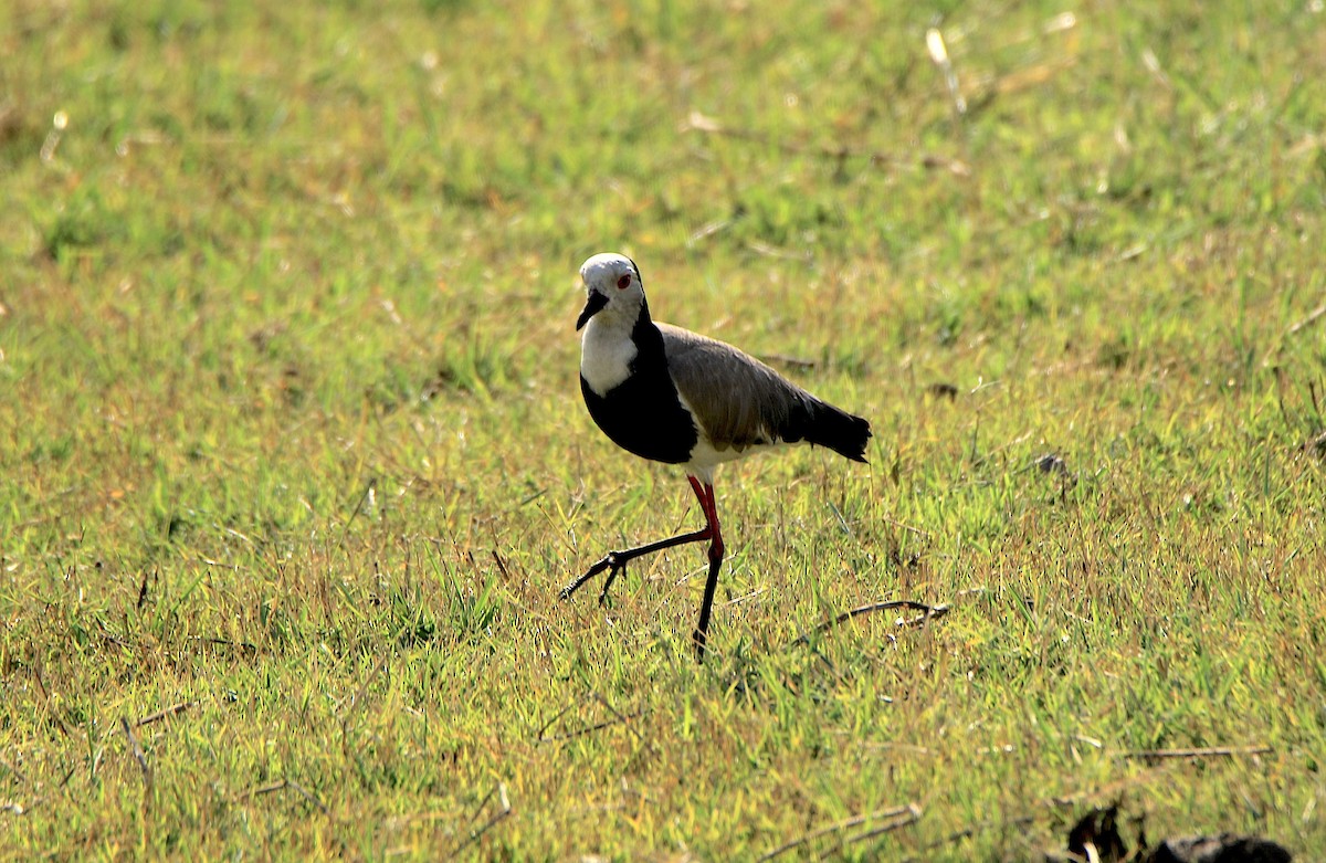 Long-toed Lapwing - ML643496254