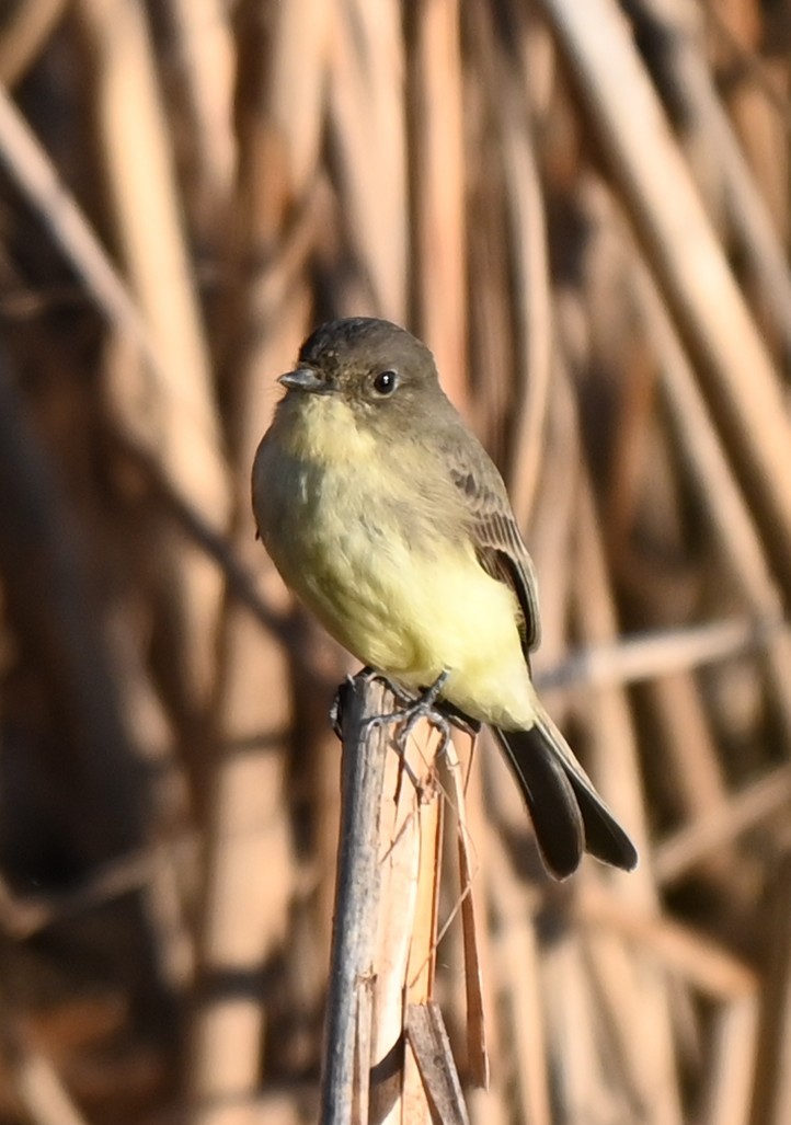 Eastern Phoebe - ML643496255