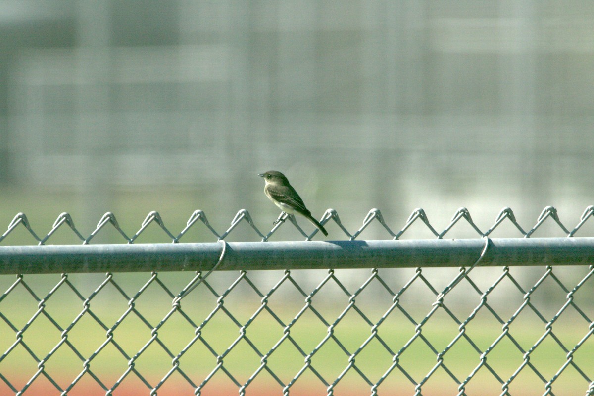 Eastern Phoebe - ML643496258