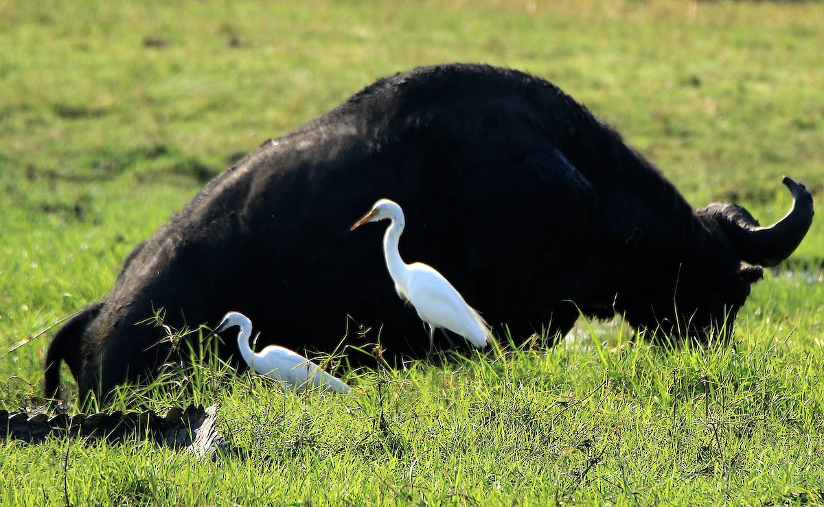 Yellow-billed Egret - ML643496263