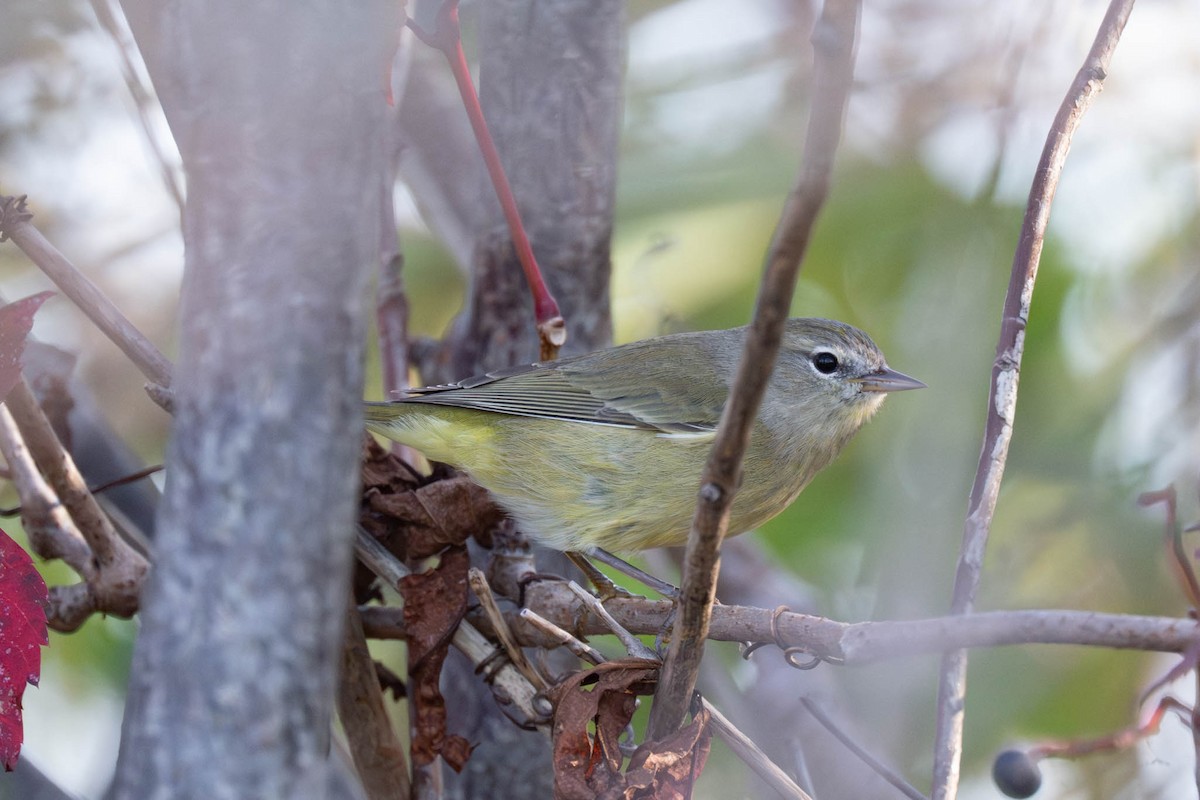Orange-crowned Warbler - ML643496268