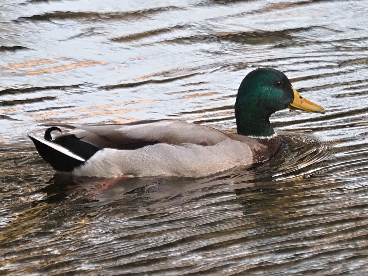 Mallard - ML643496271