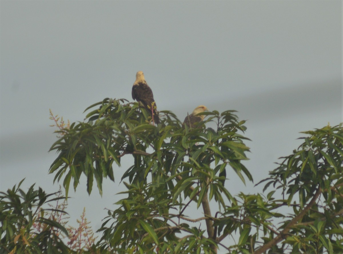 Yellow-headed Caracara - ML643496274
