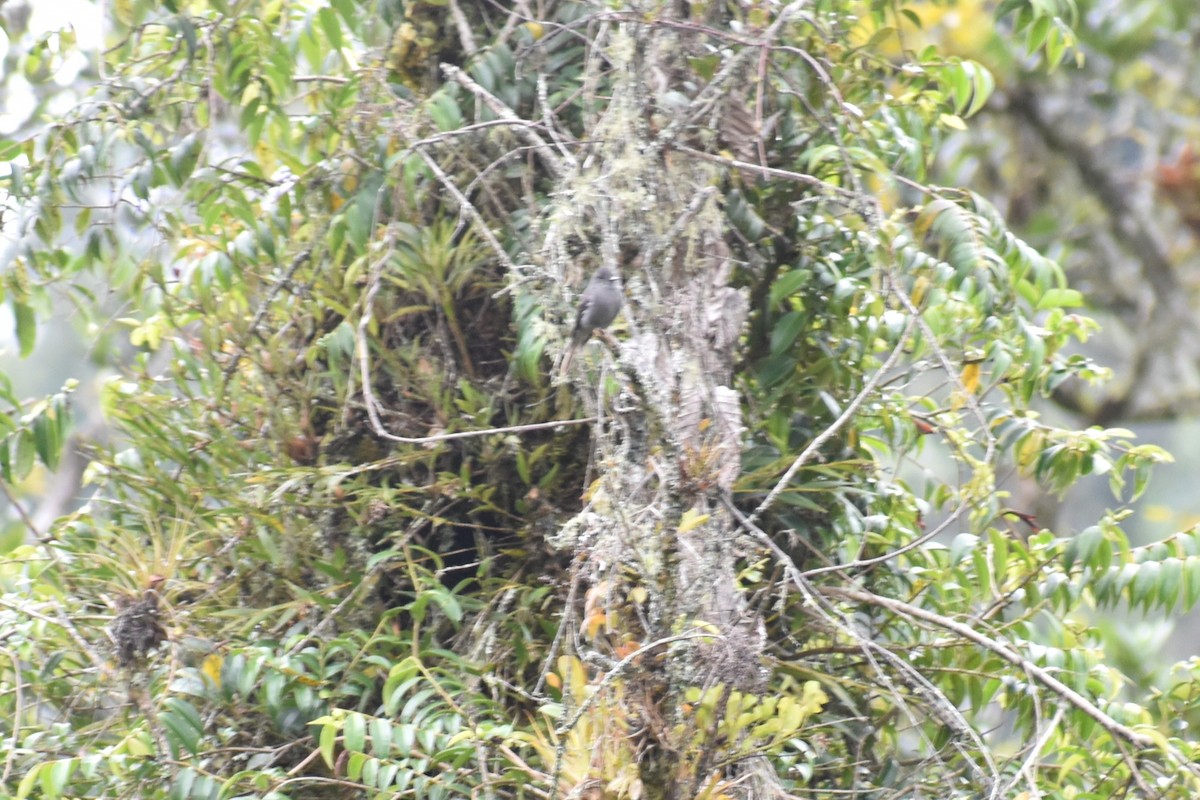 Smoke-colored Pewee - ML643496287