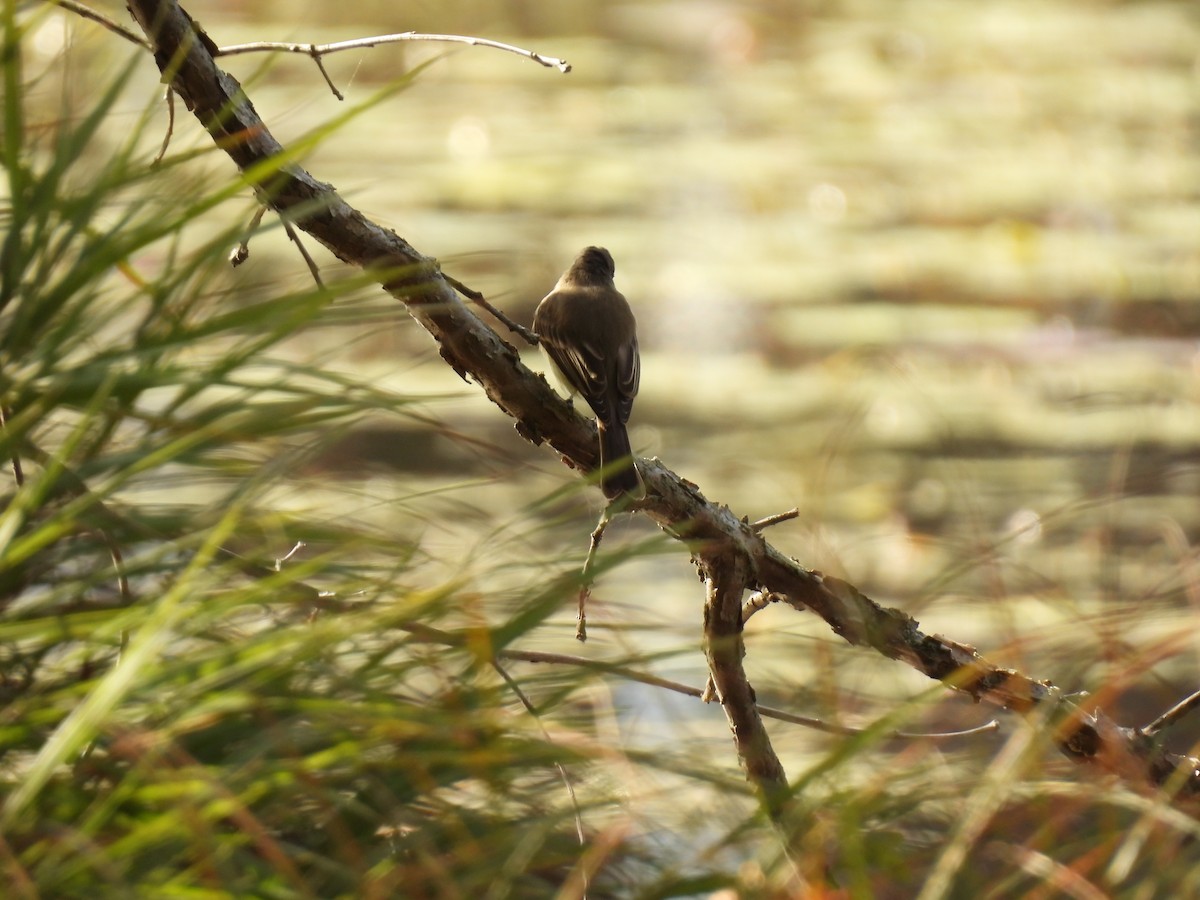 Eastern Phoebe - ML643496300