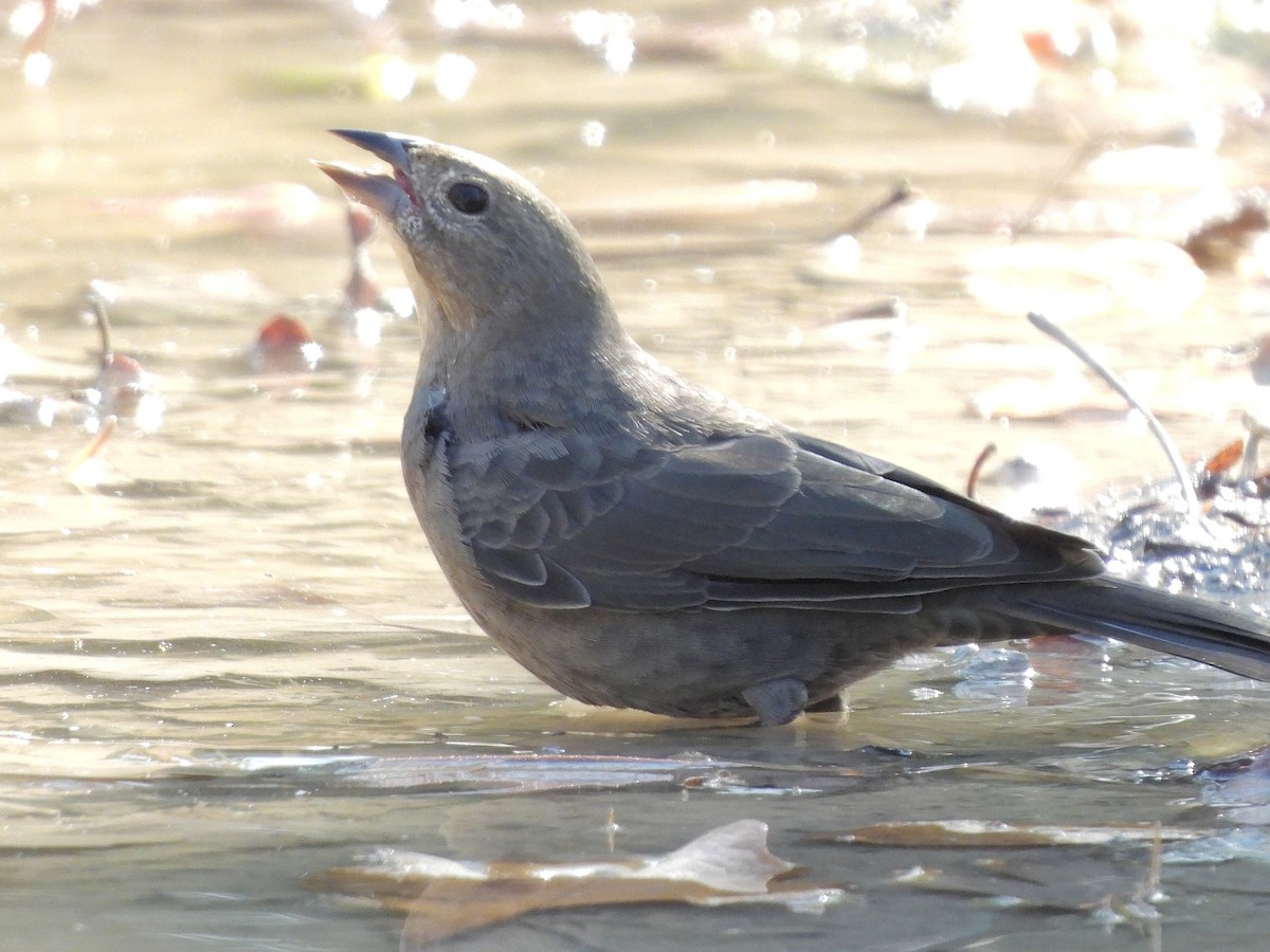 Brown-headed Cowbird - ML643496343