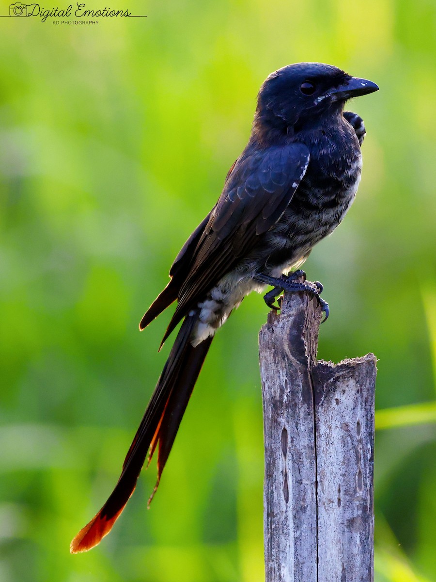 Königsdrongo - ML643496344