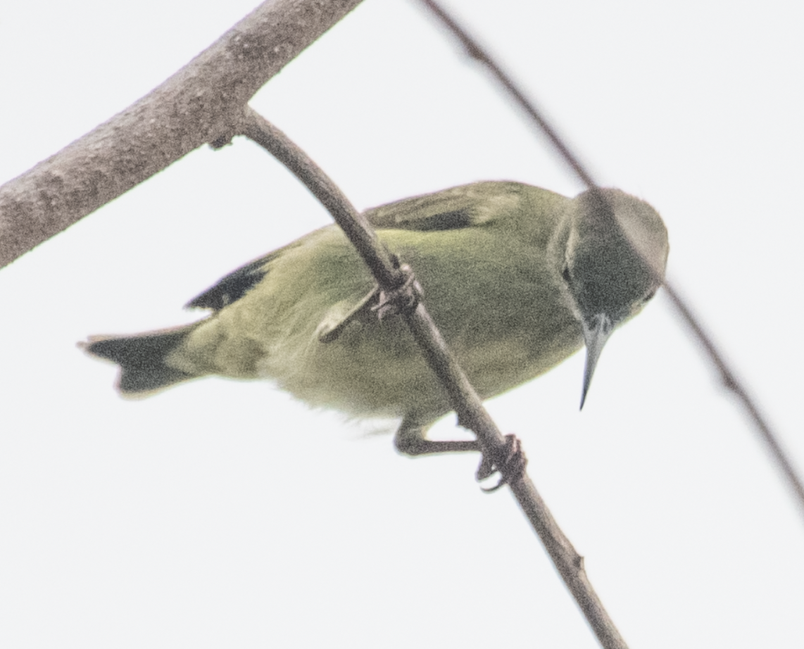 Red-legged Honeycreeper - ML643496361
