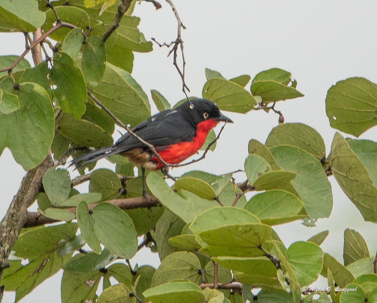 Black-headed Gonolek - ML643496364