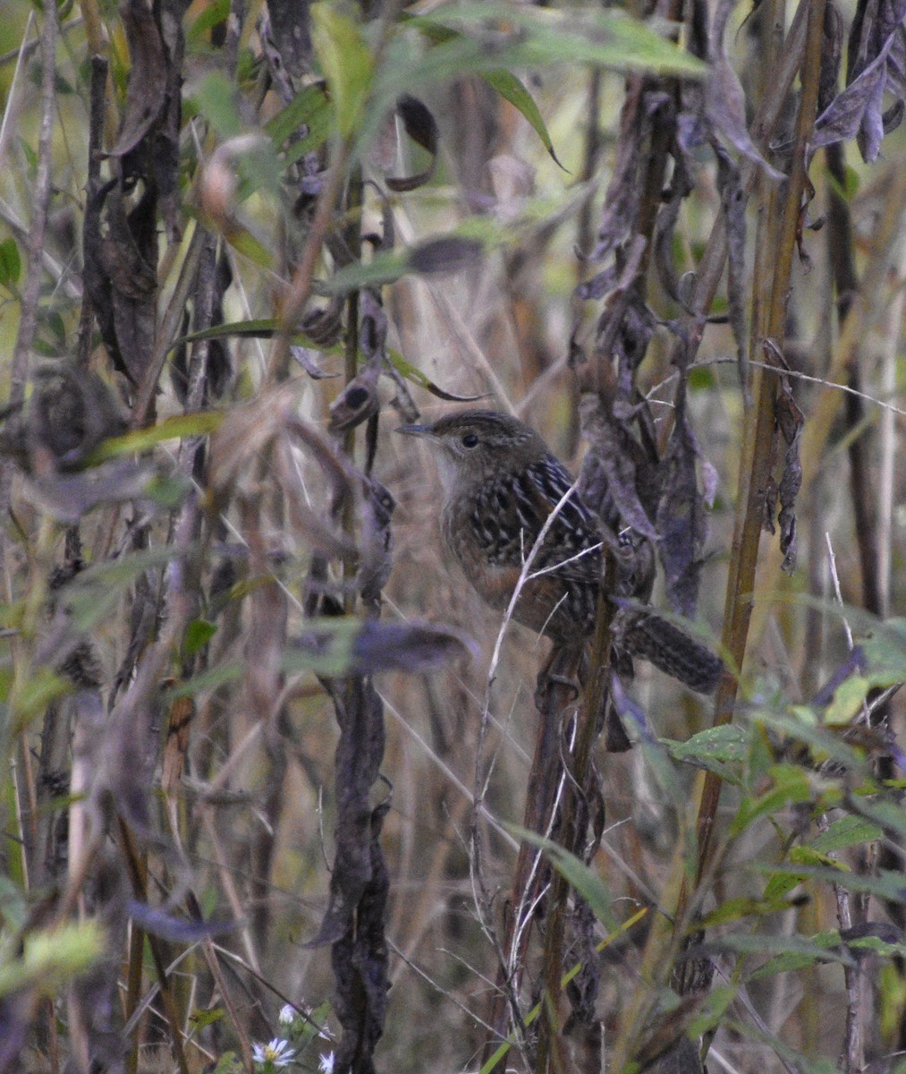 Troglodyte à bec court - ML643496386
