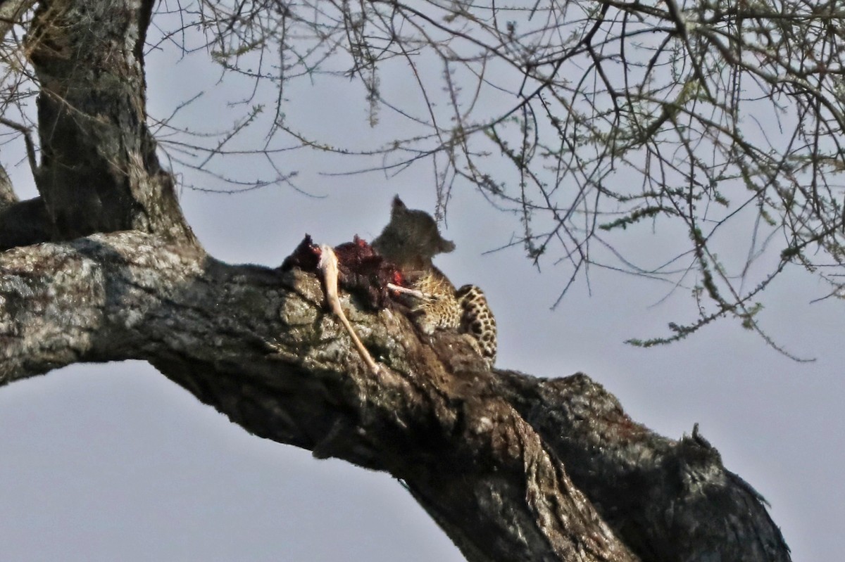 African Leopard - ML643496388