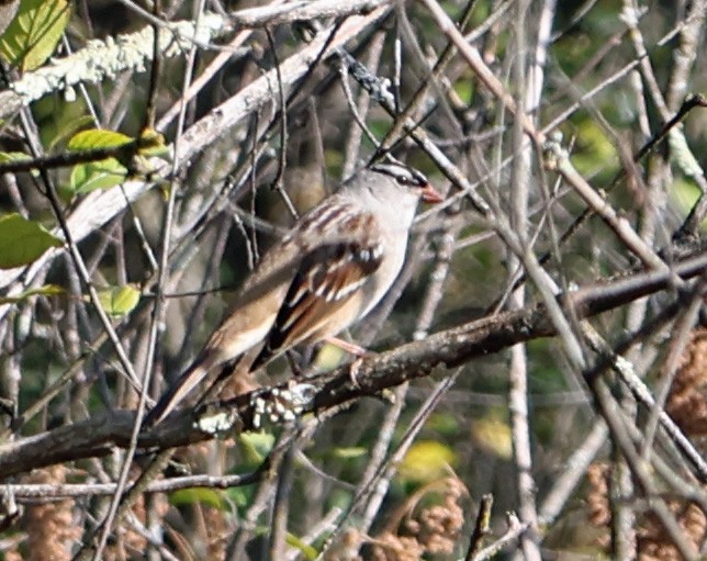 White-crowned Sparrow - ML643496389