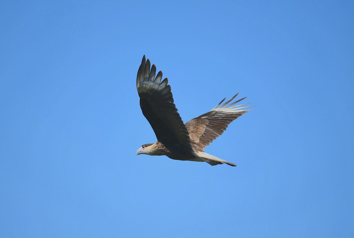 Crested Caracara (Northern) - ML643496392