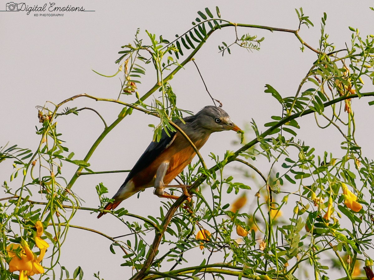 Chestnut-tailed Starling - ML643496395