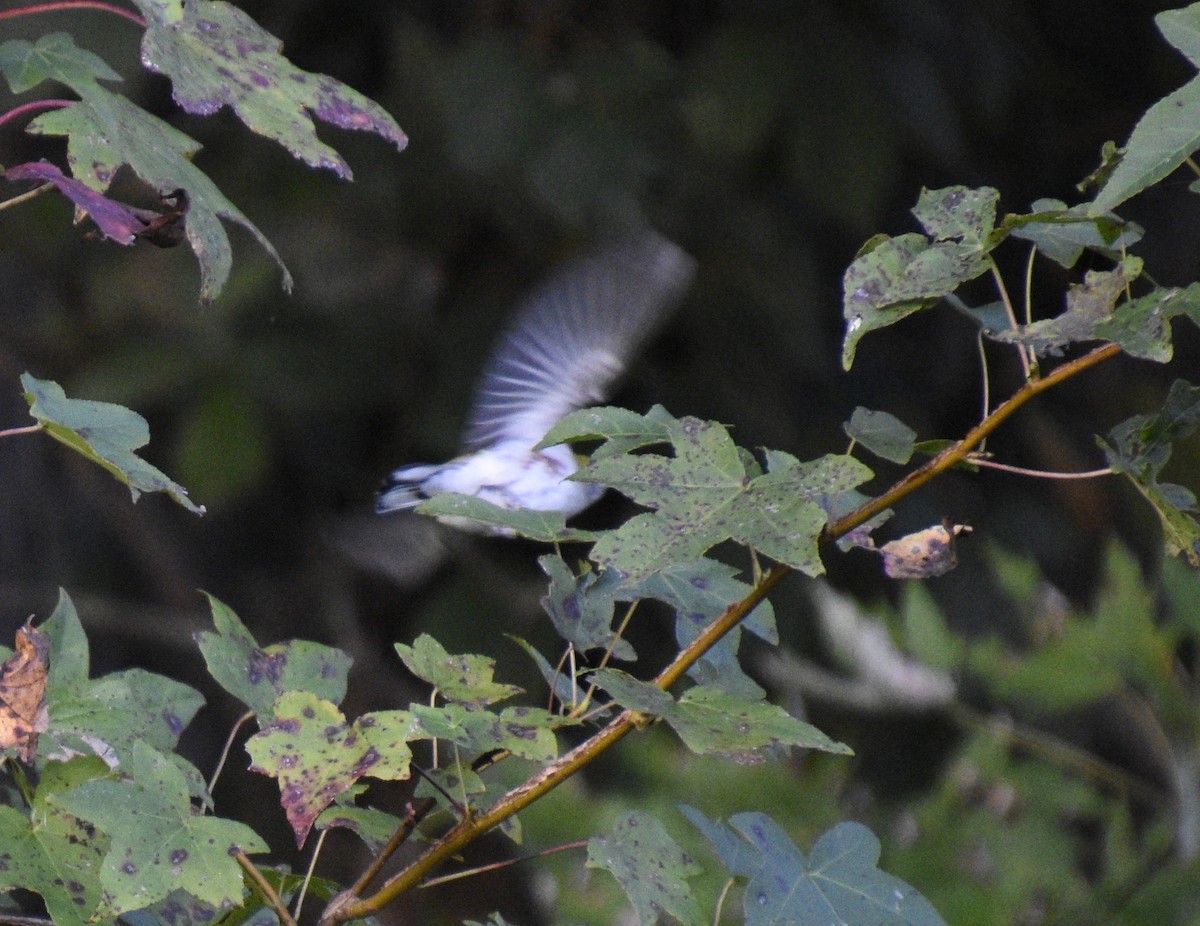 Chestnut-sided Warbler - ML643496400