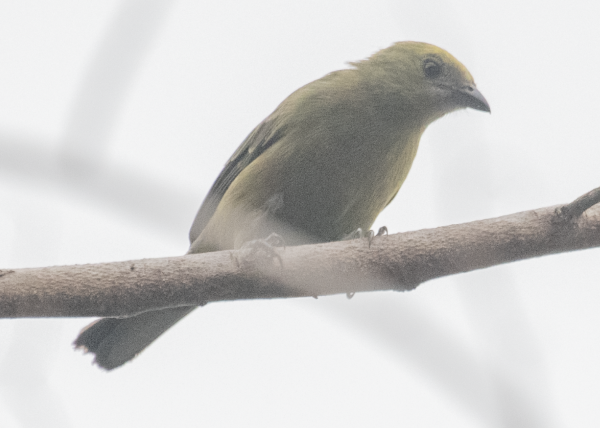 Palm Tanager - ML643496401