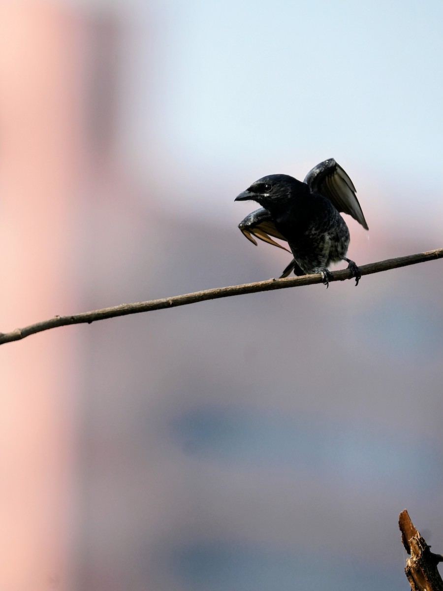 Königsdrongo - ML643496420