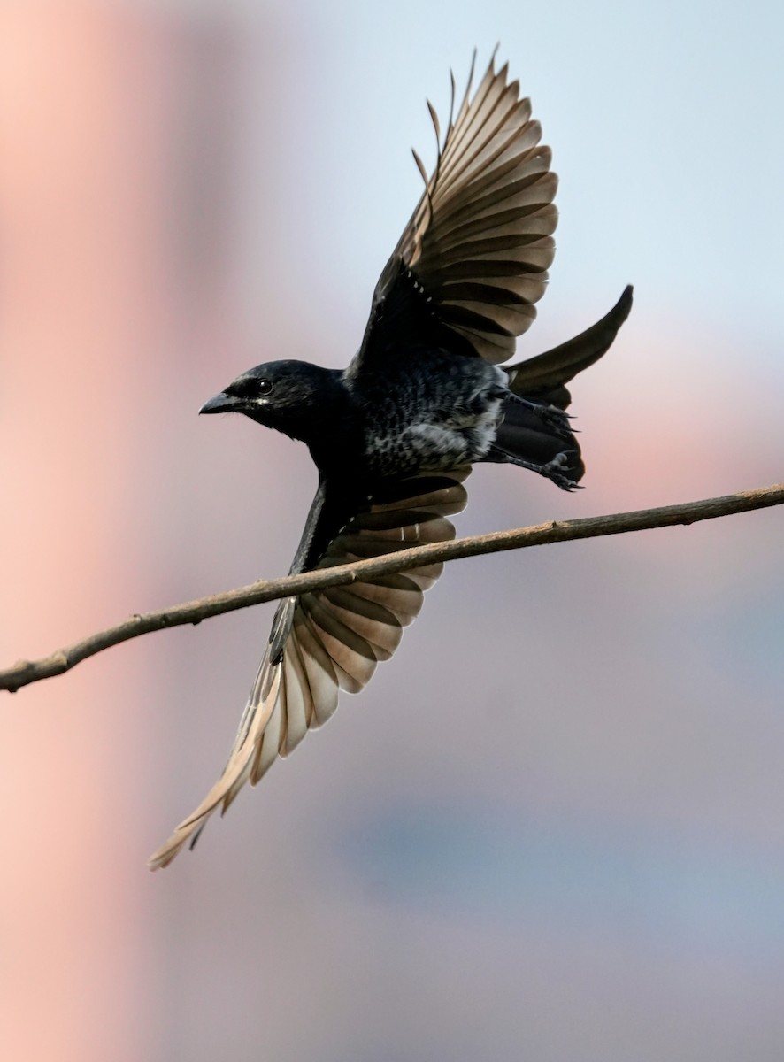 Königsdrongo - ML643496421