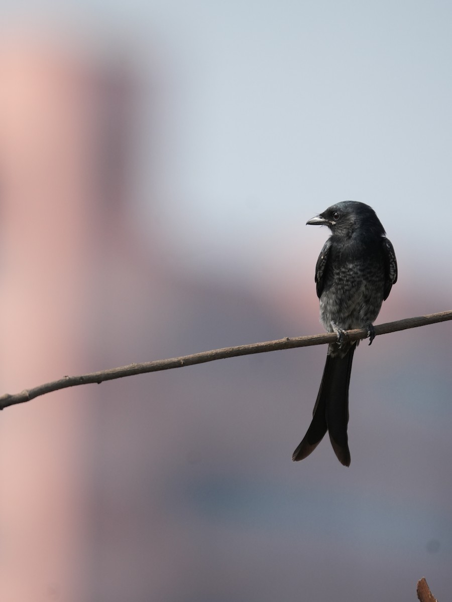 Königsdrongo - ML643496423