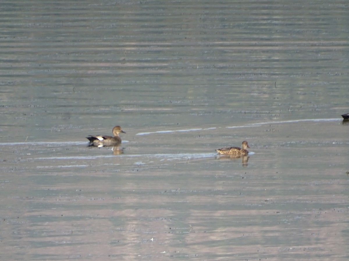 Gadwall - ML643496426