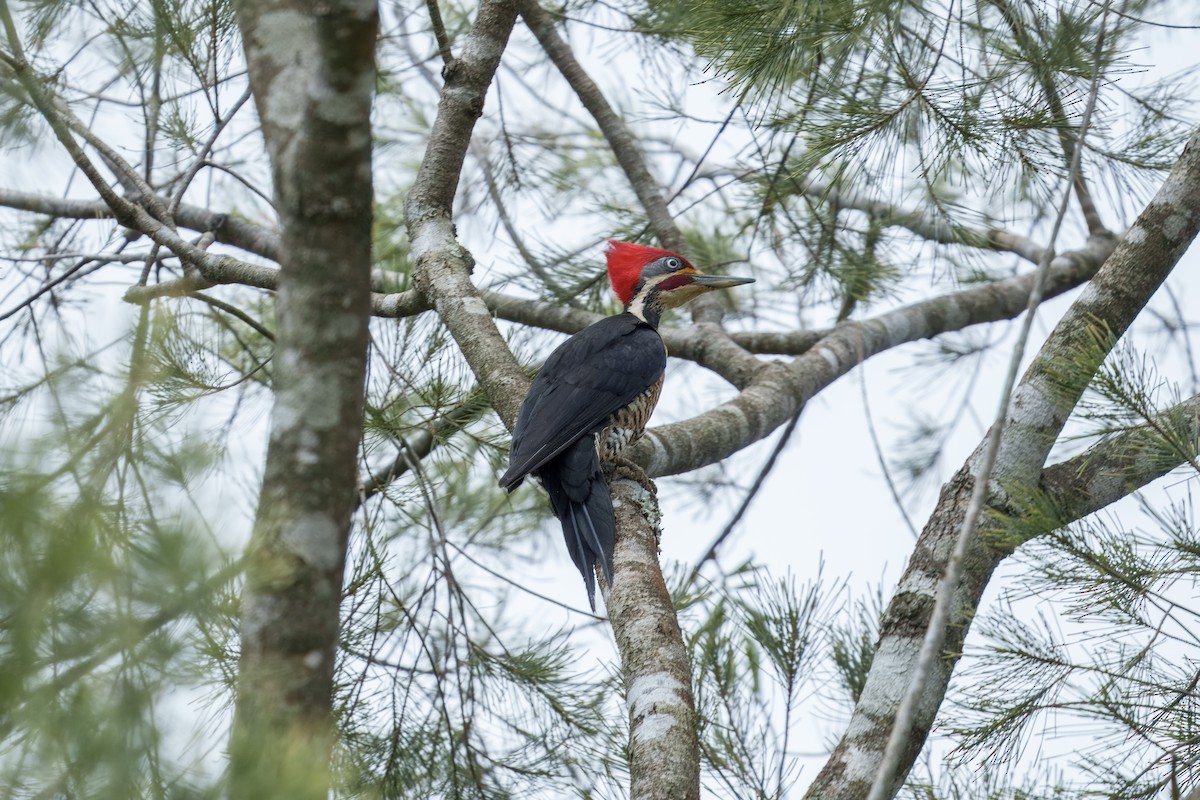 Lineated Woodpecker - ML643496430