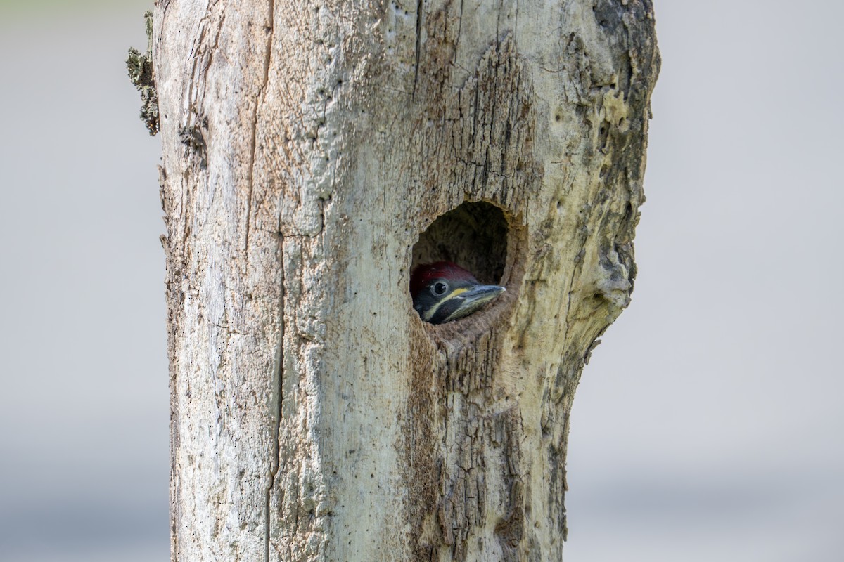 Lineated Woodpecker - ML643496431