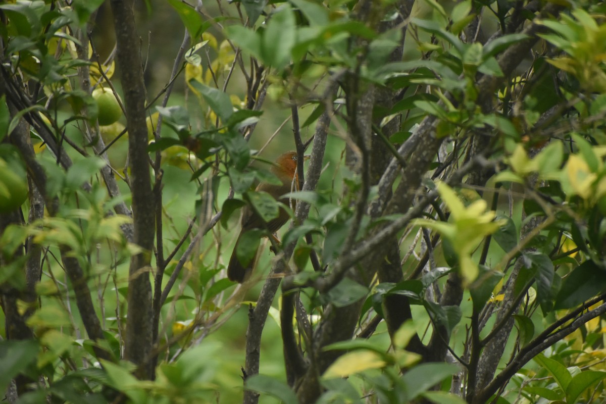 Rusty-cheeked Scimitar-Babbler - ML643496440