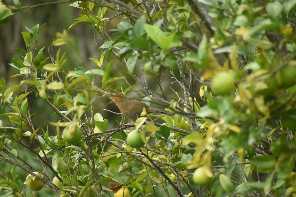Rusty-cheeked Scimitar-Babbler - ML643496441