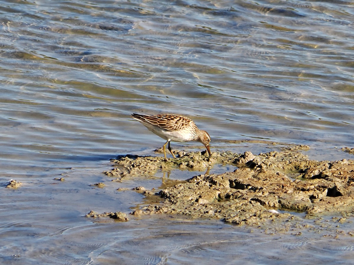 Pectoral Sandpiper - ML643496442