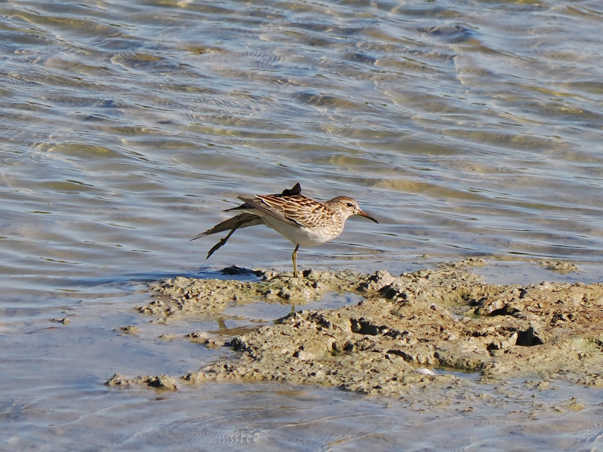 Pectoral Sandpiper - ML643496443