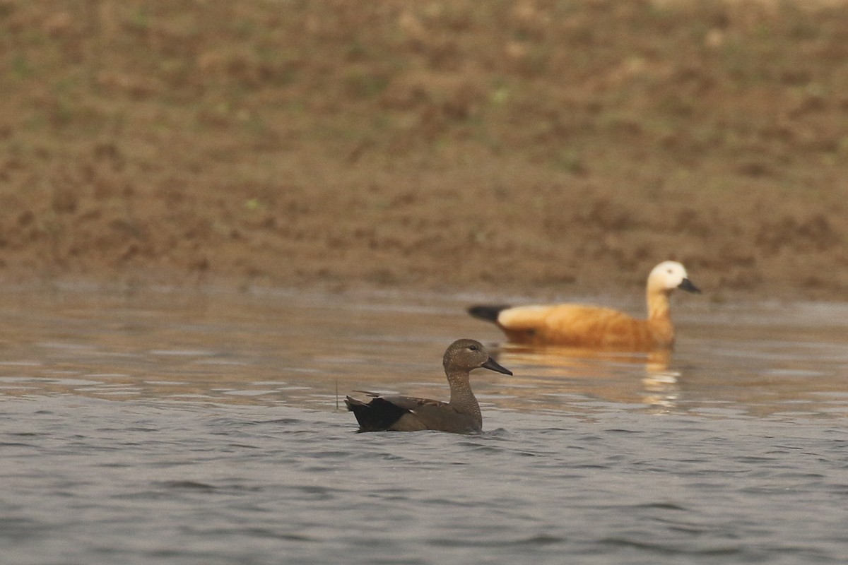 Gadwall - ML643496448