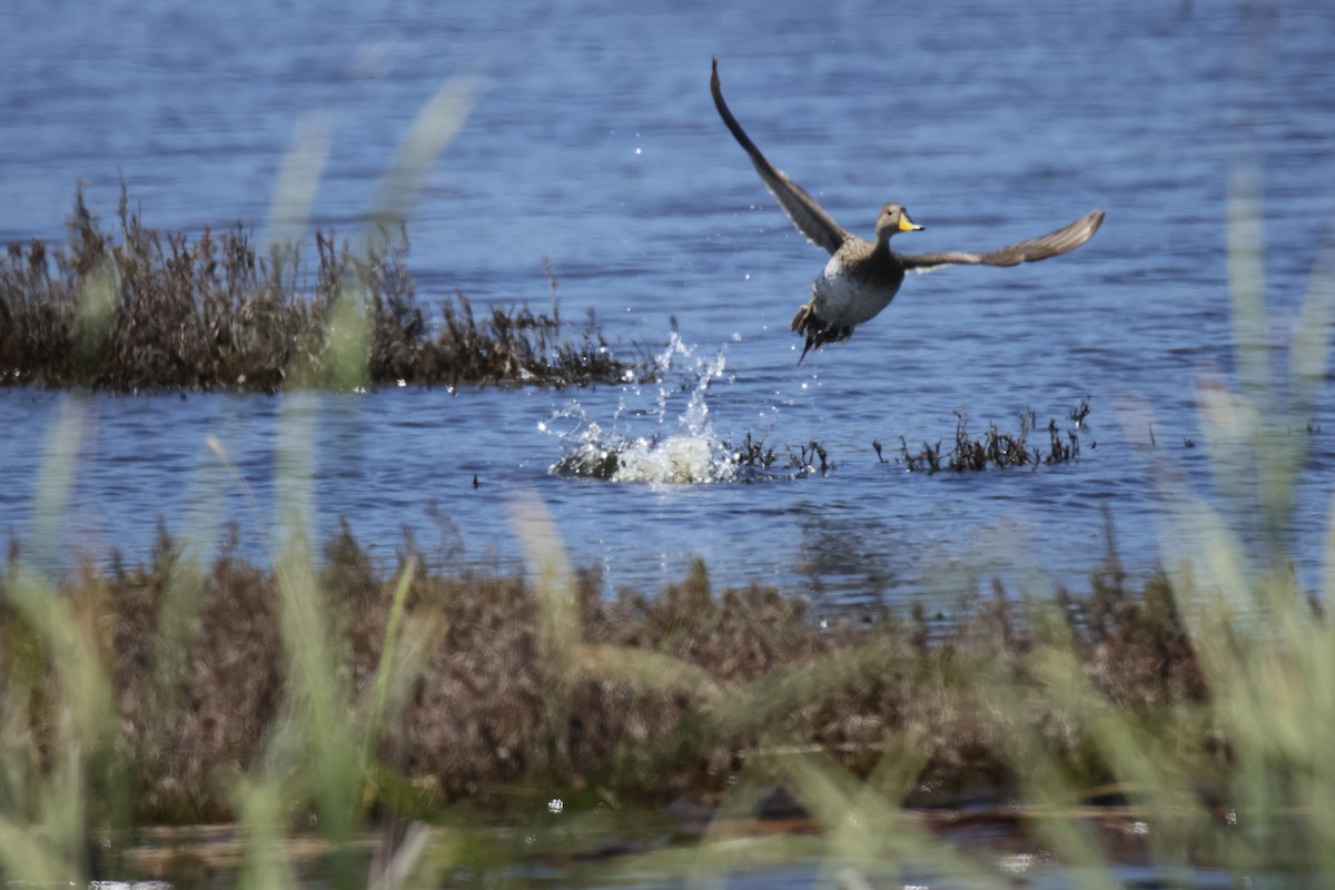 Yellow-billed Pintail - ML643496456