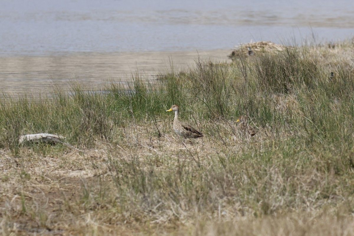 Yellow-billed Pintail - ML643496457