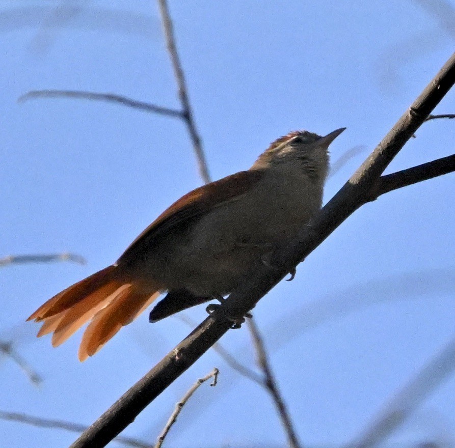 Rusty-backed Spinetail - ML643496461