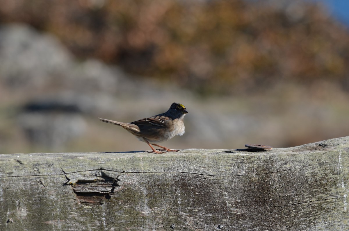 キガシラシトド - ML643496475