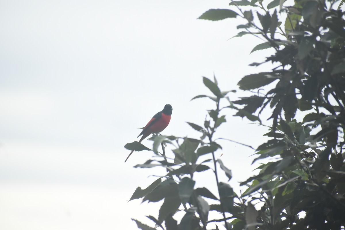 Minivet écarlate - ML643496502